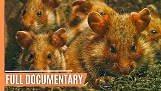 Tiny Titans  The Fascinating Lives of Rodents  Full Documentary [upl. by Jemmy255]