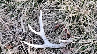 First Deer shed of 2024 [upl. by Holmes]