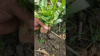 Radis Harvestingshortvideoagricultureforyou [upl. by Lavella914]