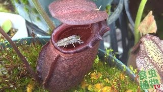 Nepenthes rajah eat huge fly 食虫植物 ウツボカズラ捕虫動画 【食虫植物TV】 [upl. by Eiten659]