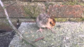 Reevess pheasant chick  Koningsfazant kuiken [upl. by Coy]