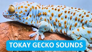 Listen To The Sounds Of Tokay Geckos While Feeding And Cleaning Their Cage [upl. by Pardo970]