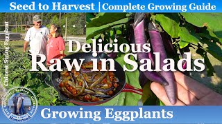 How to Grow Eggplants SEED to HARVEST [upl. by Mcconnell]