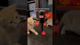 CLEMENTINE 🍊 THE BOXING CHAMP 💥🥊 fostercat orangecat boxing boxingtraining boxinglife cat [upl. by Amalea]