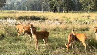 The Group Of Barasingha Kanha National Park 🏞️ [upl. by Cressy923]