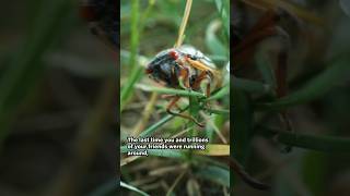 Double cicada broods are emerging [upl. by Patten]