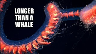 Giant Siphonophore Facts Praya dubia  Animal Fact Files [upl. by Reddin]