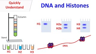 Histones  DNA and Histones [upl. by Vanthe]