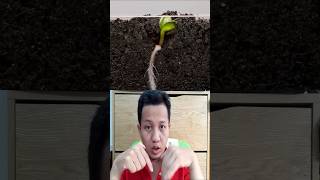 Watch Sunflowers Grow Seed to Blossom trending shortvideo funny [upl. by Almat84]