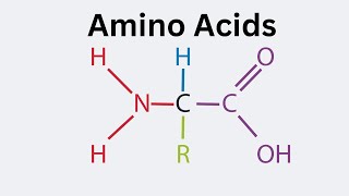 General Structure of an Amino Acid [upl. by Ahseila]