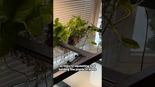 EASIEST WAY to hang aquarium plants ￼ [upl. by Bartholomeo]