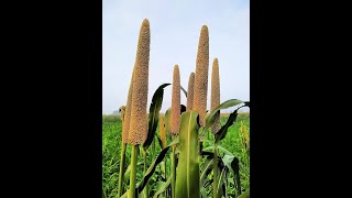 Bajara ki Kheti The DroughtResistant Crop Saving India field crops [upl. by Kciredes982]