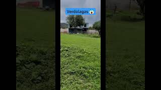 Verdolagas y quintoniles cancha deportiva futbol villasdeleon espectacular amigos subscribe [upl. by Eram]