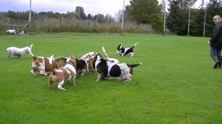 Scottish Basset Hound Walk At Forfar Loch [upl. by Yila367]