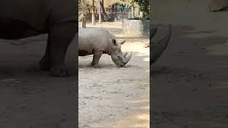 Rhinoceros shorts youtubeshorts lahorezoo rhinoceros [upl. by Ahsillek]