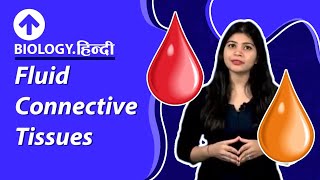 Fluid Connective Tissues  Hindi  Structural Organisation In Animals  Biology [upl. by Legnaesoj]