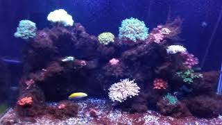 Bryopsis Day 14 update with using Fluconazole treatment w Reef Flux by Reef HD [upl. by Varipapa]