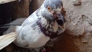 one pigeons and fight Kabootaro ki lar How to breed Black Tiger Grizzle Pigeons [upl. by Isabelle]