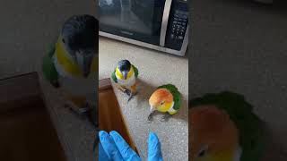 Tropical Birds with Names and Sounds in 4Kshort [upl. by Arukas]