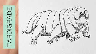 How to make a realistic TARDIGRADE drawing [upl. by Adliw]