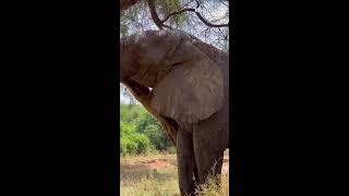 Elephant stretchingscratching and resting on its branch🤗Must Watch [upl. by Ahsaela501]