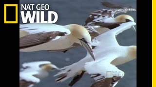 Deadly Gannets  Built for the Kill [upl. by Revert]