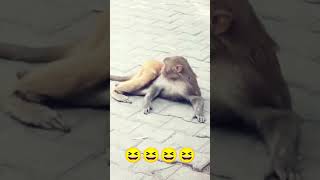 Monkey chowkidar [upl. by Ynffit]