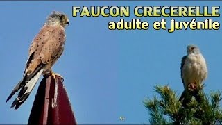 Faucon crécerelle mâle et juvénile [upl. by Aitsirhc]