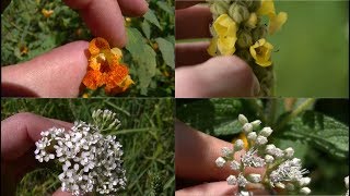 How To Identify 5 Medicinal Plants And Their Uses [upl. by Aven]