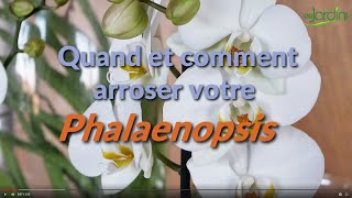 QUAND et COMMENT ARROSER un PHALAENOPSIS  Pour GARDER LONGTEMPS des FLEURS [upl. by Eissim]