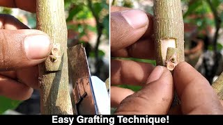 The Real Difference Between Grafting TECHNIQUE and Pruning for Gardeners [upl. by Ydnew909]