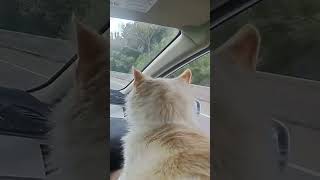 Speed Trap Worries White Fluffy Cat on Road Trip [upl. by Gray56]