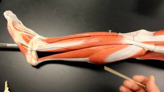 MUSCULAR SYSTEM ANATOMY Lateral leg region muscles model description Somso [upl. by Libnah]