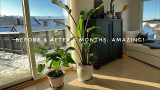 4 Months Growth Update Bird Of Paradise  Strelitzia Nicolai amp Monstera Deliciosa [upl. by Refotsirc]