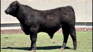 JampJ Cattle Co Lot 3707 Brangus Bull [upl. by Debbie]