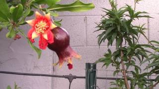 Backyard Espalier Fruit Trees Tempe Arizona [upl. by Aniale]