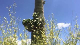 Blooming saguaros [upl. by Reames]