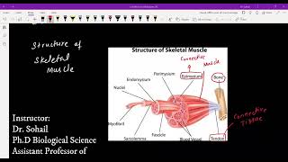 MDCAT Biology  Human Skeletal System Lecture04  Skeletal Muscles  Muscle Contraction [upl. by Sirovart]