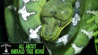 EMERALD TREE BOAS Everything youve always wanted to know [upl. by Ailana109]