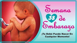 ❤️ SEMANA 38 DE EMBARAZO🤰 ❤️ ⏩ EMBARAZO SEMANA A SEMANA ⏩ Desarrollo y Evolución del Bebé 👶🏻 [upl. by Nagram]