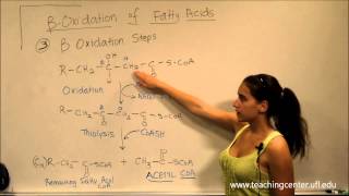 Beta Oxidation of Fatty Acids [upl. by Chatterjee106]