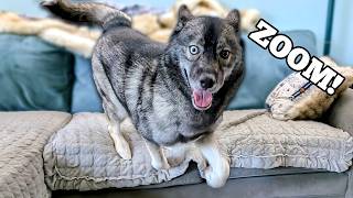 My Husky Does CRAZY Couch Zoomies [upl. by Naejarual446]