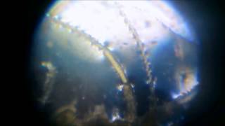 Gammarus Pulex under 100x Microscope [upl. by Amliv]