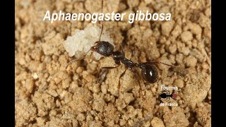 Aphaenogaster gibbosa [upl. by Mark]