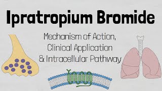 Ipratropium Bromide Mechanism of action [upl. by Missy325]