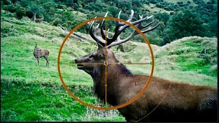 Hunting Red deer with 300 Weatherby Mag 345 meters shot in New Zealand part 49 [upl. by Okemak]