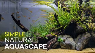 Simple Natural Aquascape  Step by Step [upl. by Motch812]