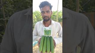 Hybrid Cucumber Avtar  303 yamunanagar roorkee malerkotla hybridseeds dhaniyakikheti kisan [upl. by Eisteb]