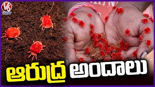 Arudra Worms Appears Exclusively After The First Rains In Farms Of Telangana  V6 News [upl. by Inait]