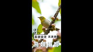 數位影像產品｜攝影教學｜鳥類攝影基礎設定 高速連拍 [upl. by Wrigley]